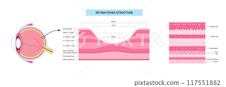 Macula fovea and foveola 117551882