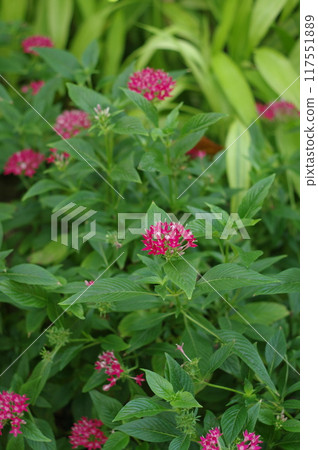 Flower landscape 117551889