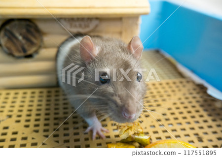 Funny curious white and gray rat peeking out of its cage. 117551895