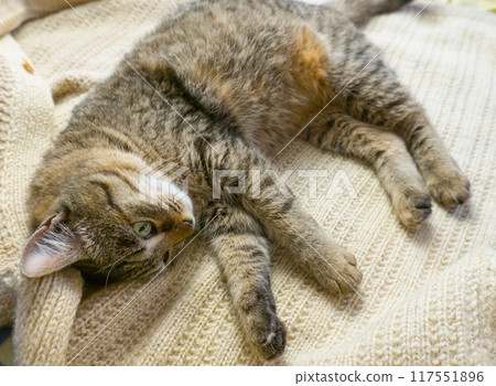 Portrait of a sleeping gray domestic cat on a knitted sweater. The cat lazily dozes. 117551896