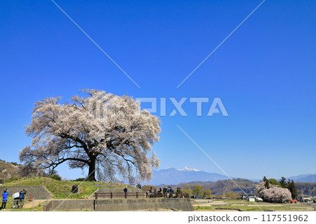 輪塚櫻花盛開(山梨縣韭崎市) 輪塚櫻花盛開(山梨縣韭崎市) 117551962
