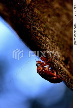 Cicada shells, midsummer scenery in Yoyogi Park Cicada shells, midsummer scenery in Yoyogi Park 117551990