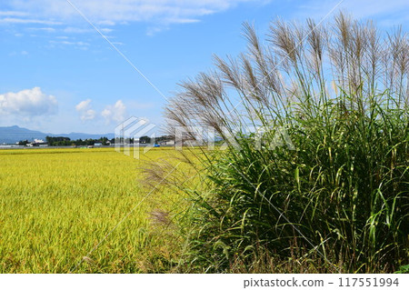 Miscanthus autumn scenery Miscanthus autumn scenery 117551994
