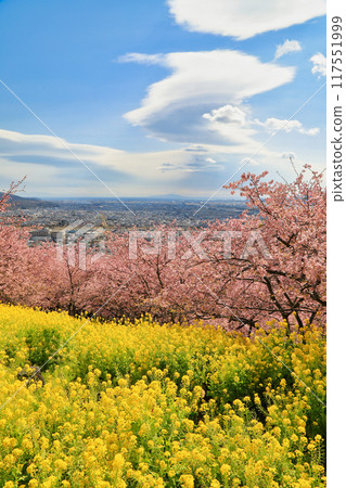西平畑公園的河津櫻花和油菜花(神奈川縣松田町) 西平畑公園的河津櫻花和油菜花(神奈川縣松田町) 117551999
