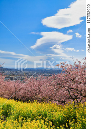 西平畑公園的河津櫻花和油菜花（神奈川縣松田町） 117552000