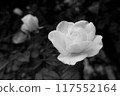 Monochrome rose flower 117552164