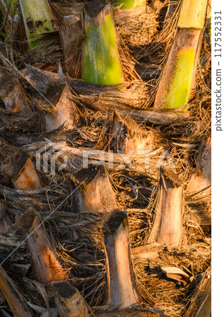 Close up date palm tree trunk texture in a sunny day. Close up date palm tree trunk texture in a sunny day. 117552331