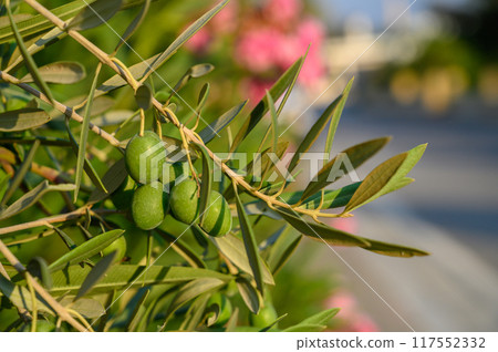 Green ripe olives on the branch tree Green ripe olives on the branch tree 117552332