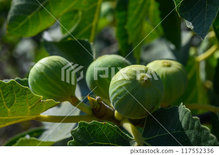 Branches of fig tree with green leaves and fruit 117552336