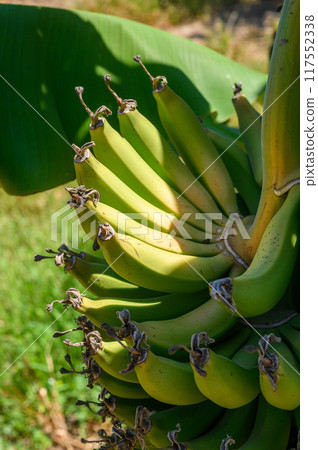 Green banana fruit at hometown Green banana fruit at hometown 117552338