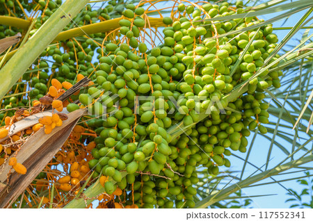 Orange fruits of the Phoenix Canariensis palm tree Orange fruits of the Phoenix Canariensis palm tree 117552341
