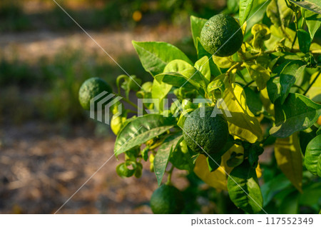 Oranges on a tree close-up, orchard, background 117552349