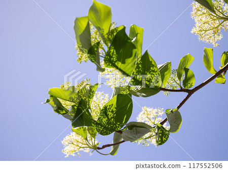 Dogwood flowers in Meguro 117552506