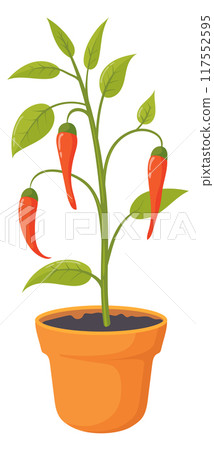 Pepper growing in flowerpot. Home garden vegetable icon 117552595