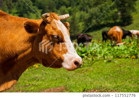 Cow looks friendly, portrait of mature and calm cow, gentle look, medium shot of brown and white cow on green meadow background Cow looks friendly, portrait of mature and calm cow, gentle look, medium shot of brown and white cow on green meadow background 117552776