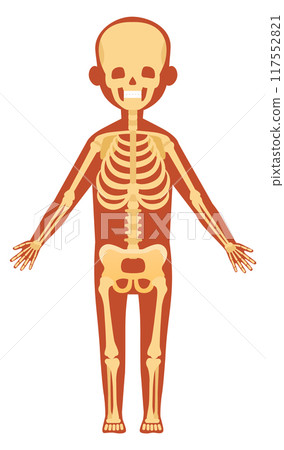 Skeletal system. Human anatomy illustration. Body bones Skeletal system. Human anatomy illustration. Body bones 117552821