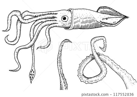 Detailed vintage line art drawing of a squid with intricate tentacles and suction cups, perfect for scientific and marine life illustrations. Detailed vintage line art drawing of a squid with intricate tentacles and suction cups, perfect for scientific and marine life illustrations. 117552836