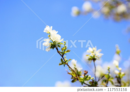 藍天映襯下的Likyubai花 117553158