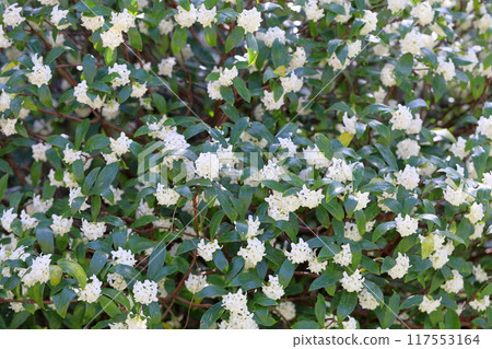 春光燦爛：銀杏花 117553164