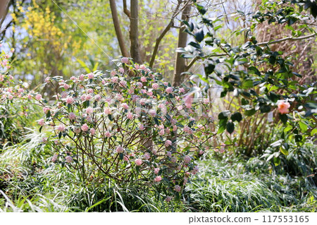 可愛的欽喬奇花 117553165