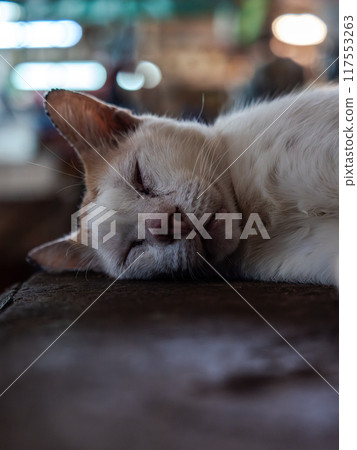 Sleeping Cat on a Wooden Surface 117553263