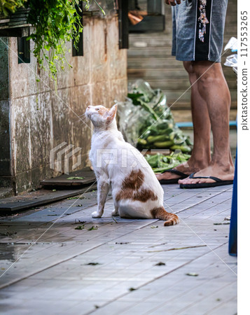 Cat Sitting on Patio Cat Sitting on Patio 117553265