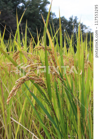 Rice growing in a mountain paddy field 117553295