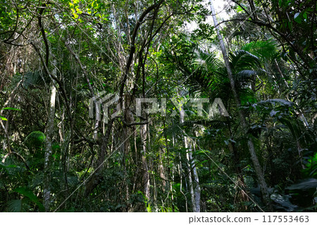 Dense, lush tropical jungle with towering trees and vibrant green foliage Dense, lush tropical jungle with towering trees and vibrant green foliage 117553463
