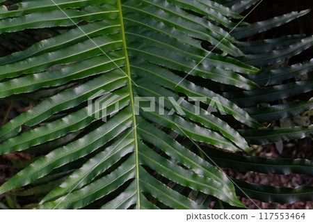 Close-up of a vibrant green leaf with intricate veins illuminated by sunlight Close-up of a vibrant green leaf with intricate veins illuminated by sunlight 117553464