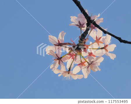 藍天和櫻花 117553495