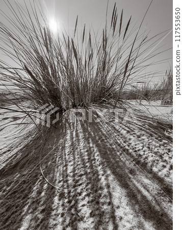 Black and white beach grass casting long shadows 117553650