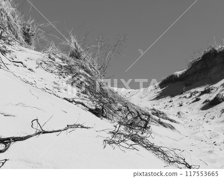Barren desert landscape with dry vegetation and moon in the sky Barren desert landscape with dry vegetation and moon in the sky 117553665