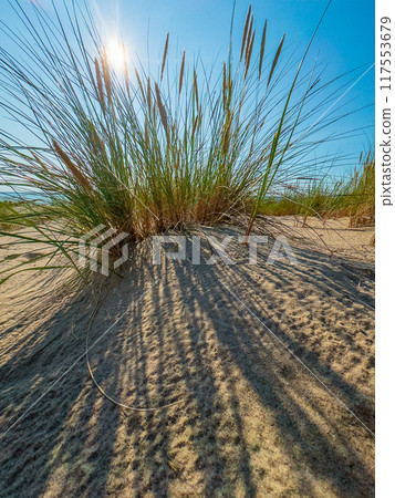 Sunlit beach grass casting shadows on sandy dune 117553679