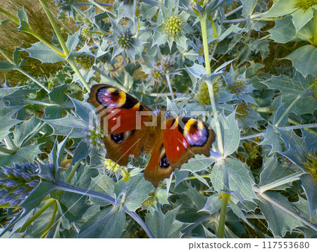 Colorful peacock butterfly on thistle plant in nature 117553680