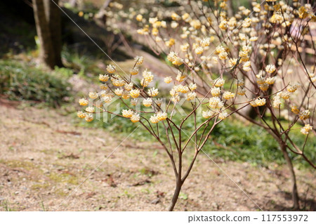 Mitsumata flowers in full bloom 117553972