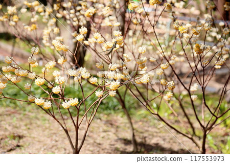 Mitsumata flowers in full bloom Mitsumata flowers in full bloom 117553973