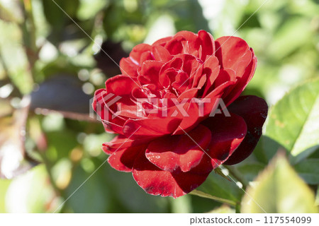 紅玫瑰花 117554099