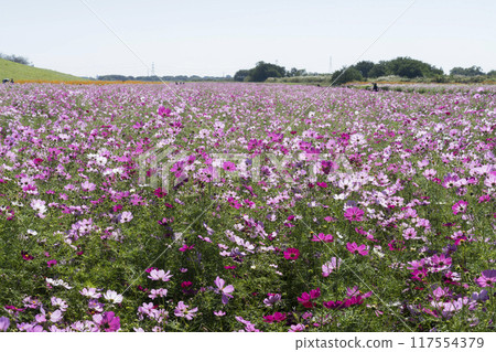 Cosmos flower field Cosmos flower field 117554379