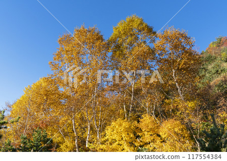 White leaves of white birch White leaves of white birch 117554384