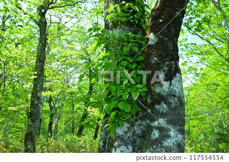 Hotaka, Tashiro Marshland, Beech forest promenade, early summer scenery, Gunma Prefecture Hotaka, Tashiro Marshland, Beech forest promenade, early summer scenery, Gunma Prefecture 117554554