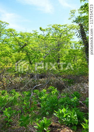 Hotaka, Tashiro Marsh, Early Summer Scenery, Gunma Prefecture Hotaka, Tashiro Marsh, Early Summer Scenery, Gunma Prefecture 117554723