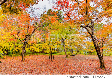 Niigata Maple Garden dyed in autumn colors Niigata Maple Garden dyed in autumn colors 117554792