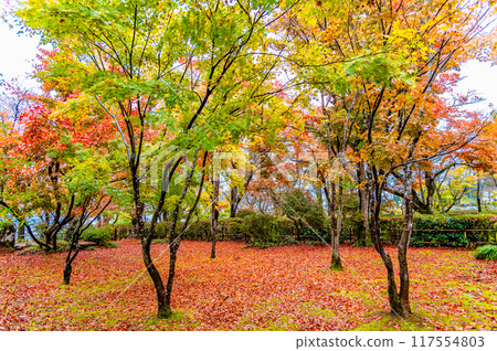 Niigata Maple Garden dyed in autumn colors 117554803
