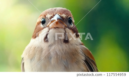 A close up of a bird with brown and white feathers, AI 117554959