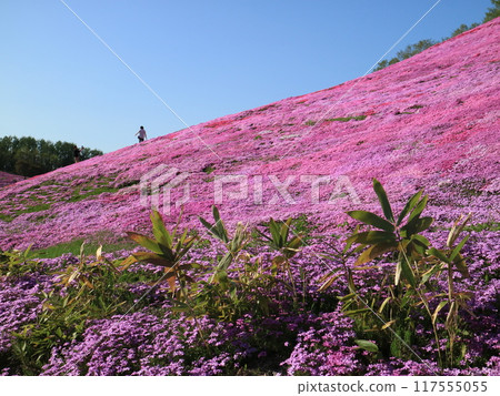 大空町的粉紅東藻芝公園 117555055