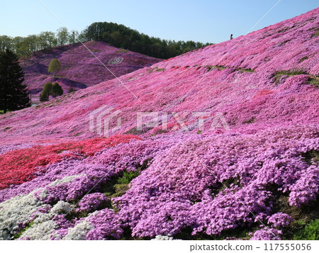 Higashimokoto Shibazakura Park looks like a carpet of pink 117555056