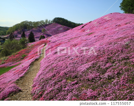 Higashimokoto Shibazakura Park looks like a carpet of pink 117555057