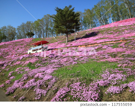 A sightseeing car running through Higashimokoto Shibazakura Park in Ozora Town 117555059
