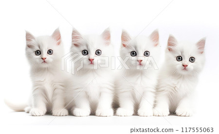 Four pure white kittens Four pure white kittens 117555063