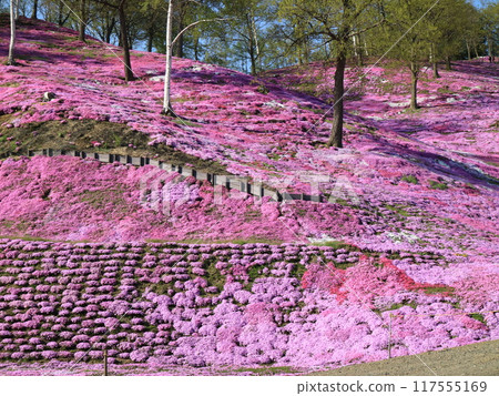 Higashimokoto Shibazakura Park in Ozora Town, Hokkaido 117555169